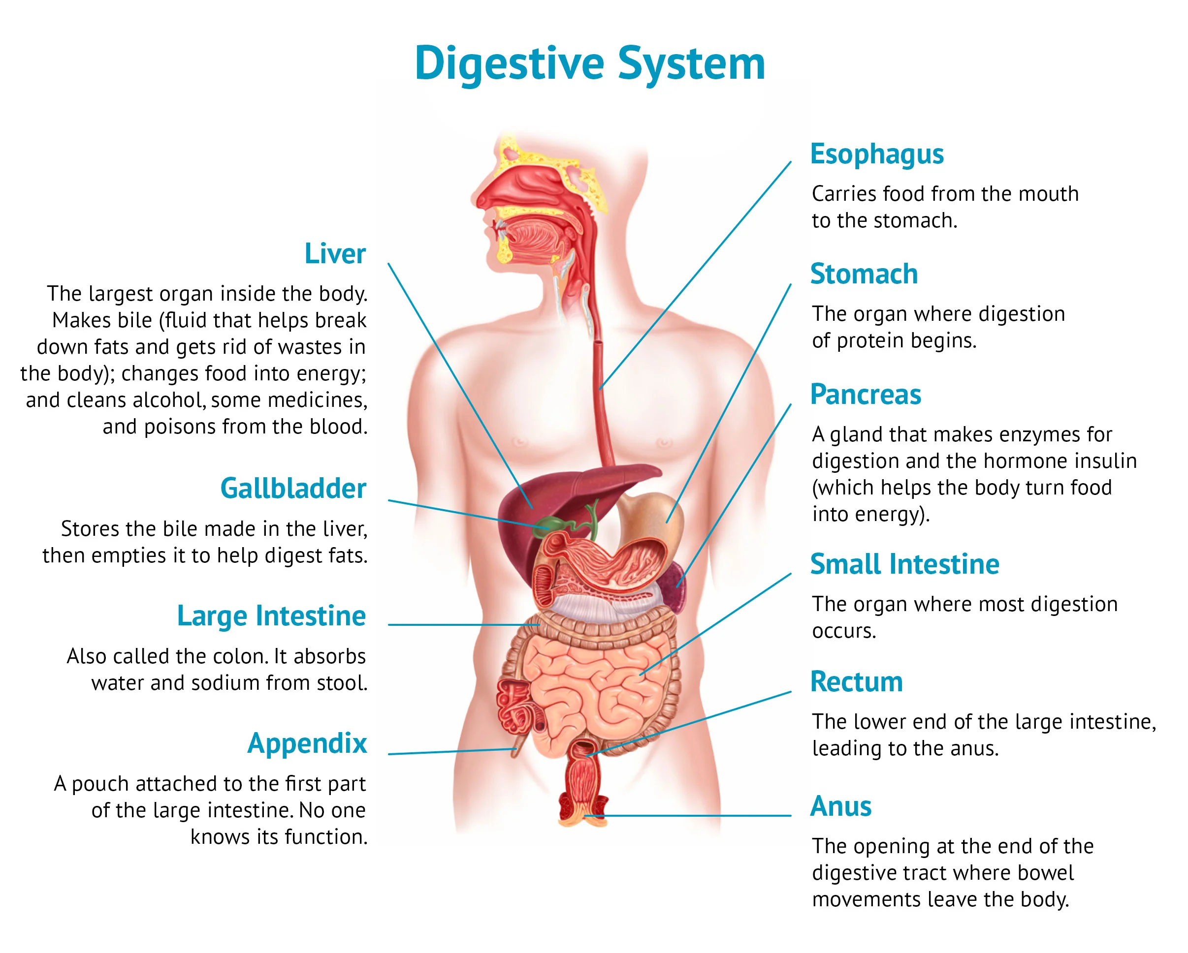 Digestive System
