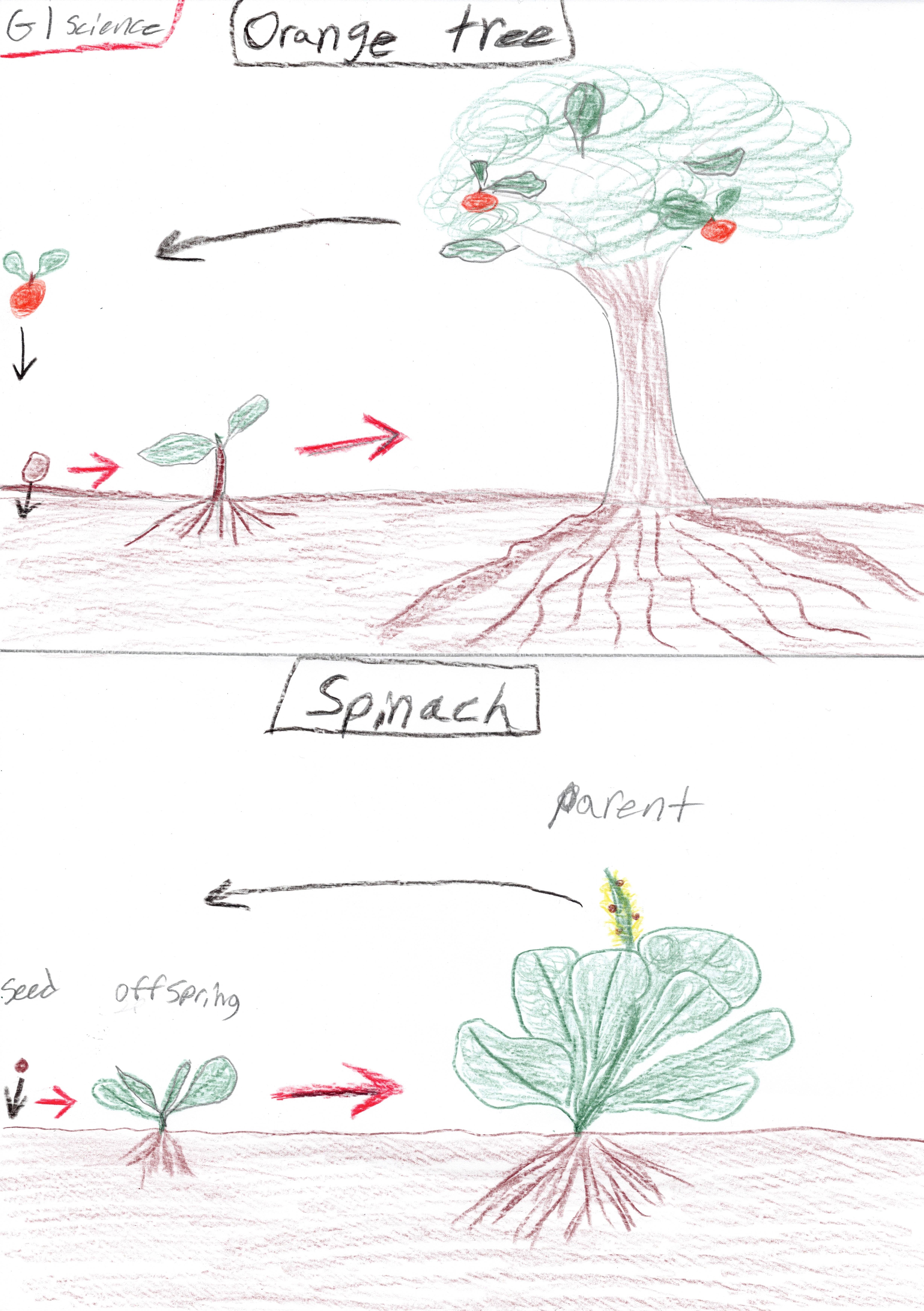 Plants and offspring