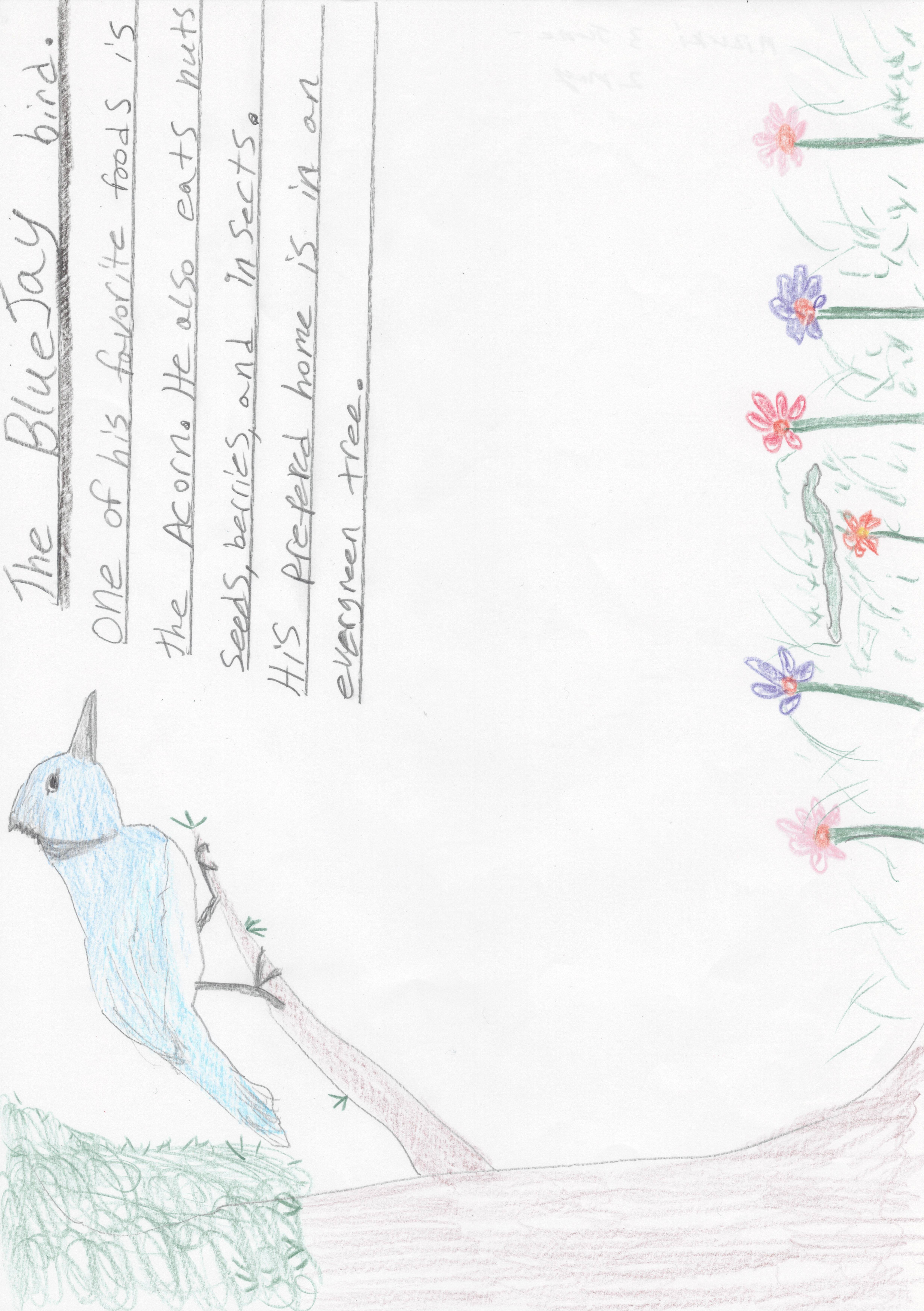 Bluejay in his habitat