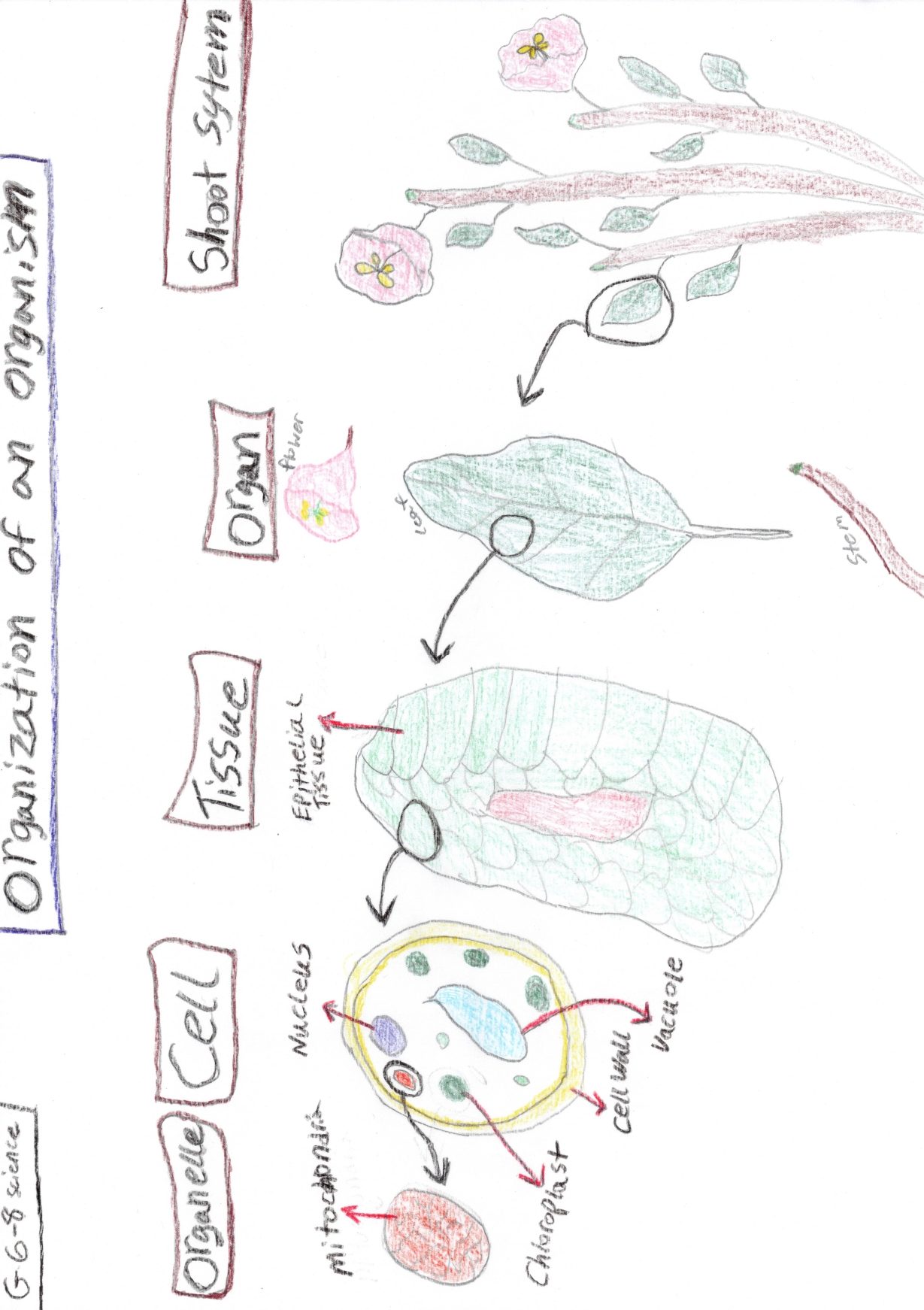 How an organism is organized