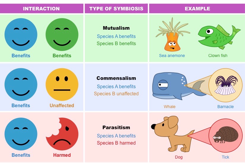 Symbiotic Relationships - Basics