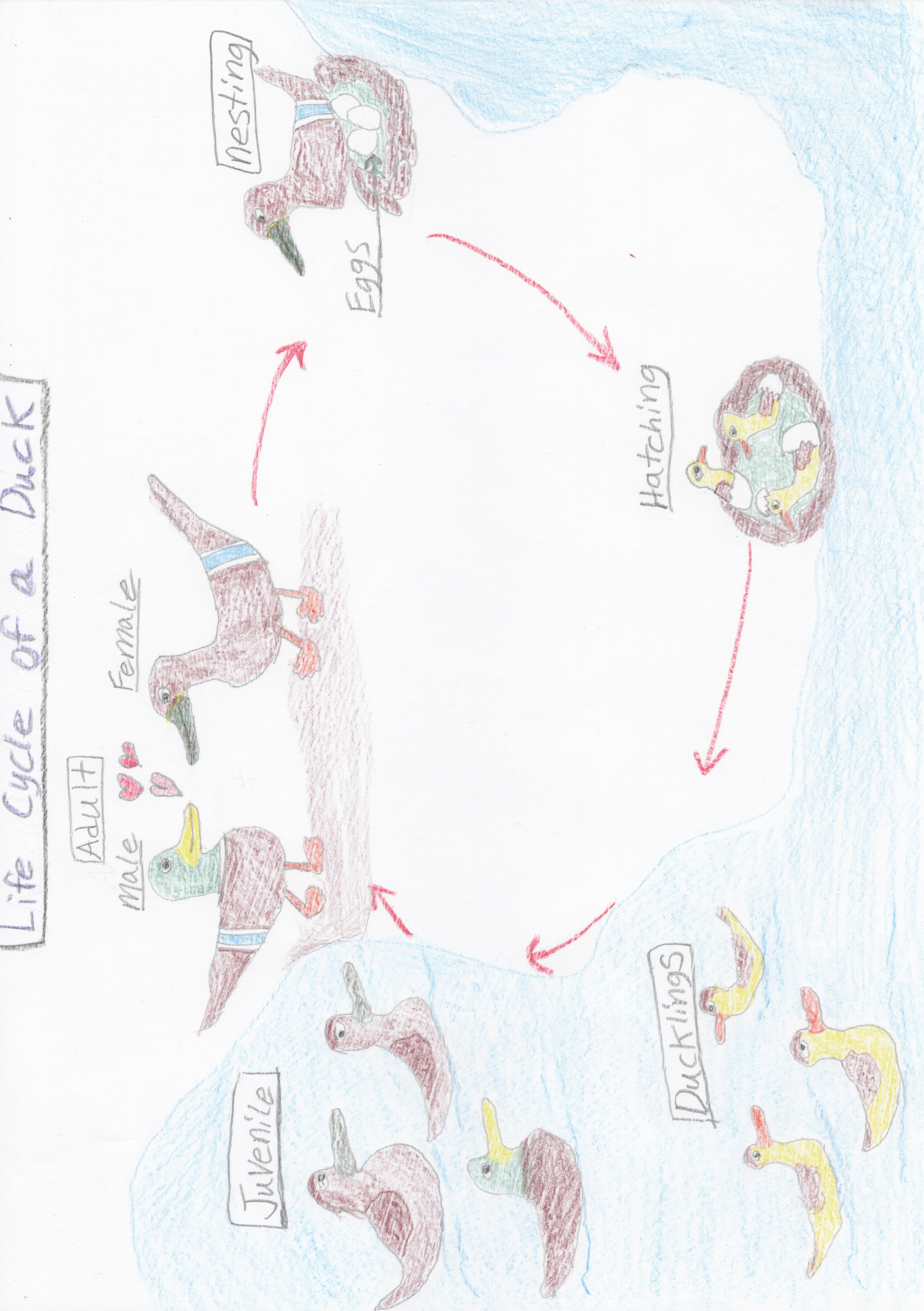 Life cycle of a Duck