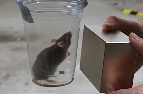 Are living thing magnetic? Video