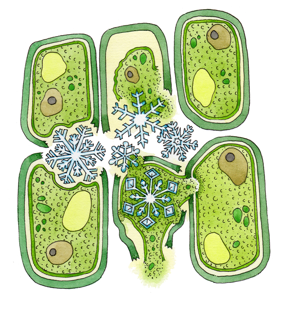 What happens when leaves freeze?
