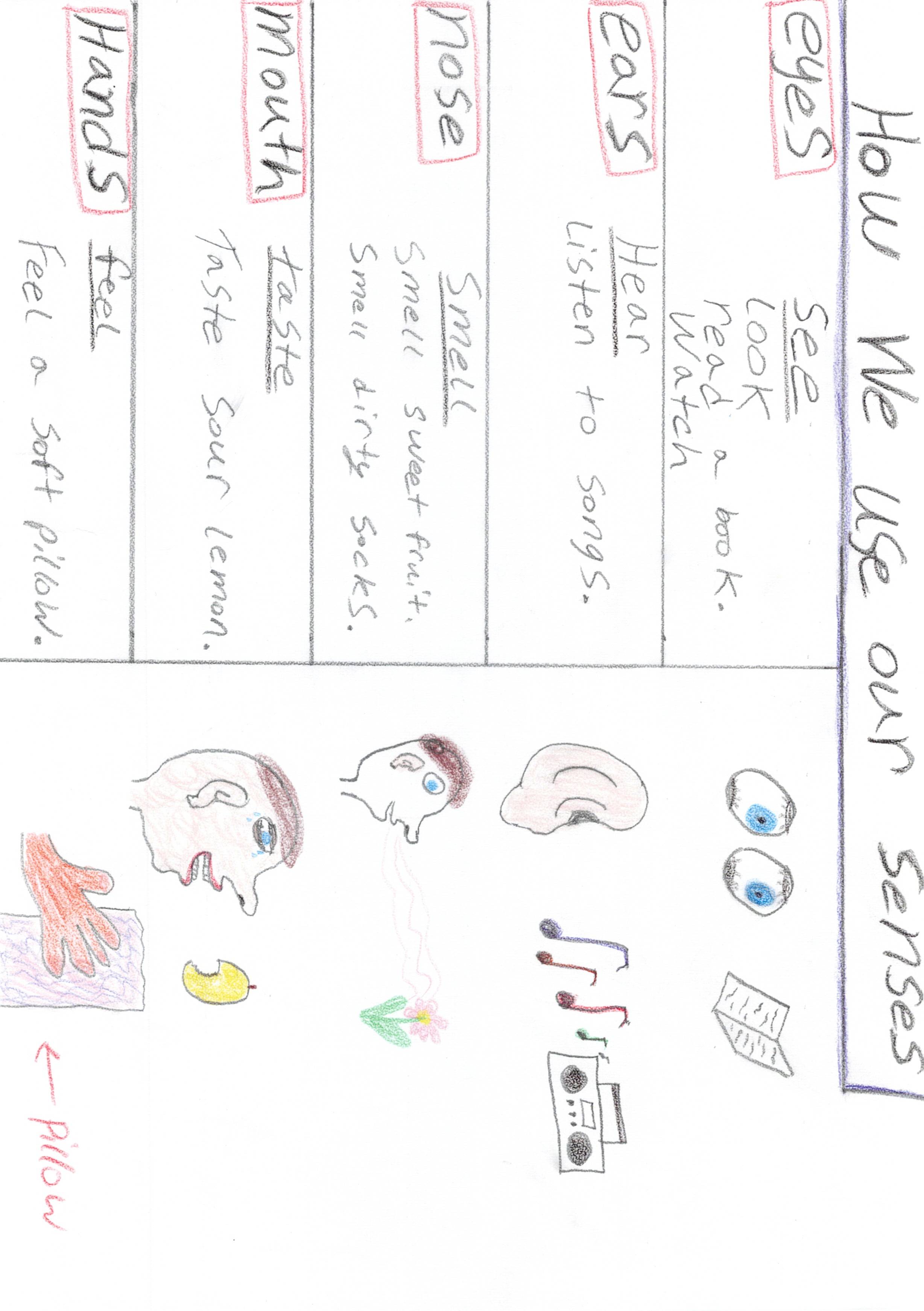 How We use our Senses