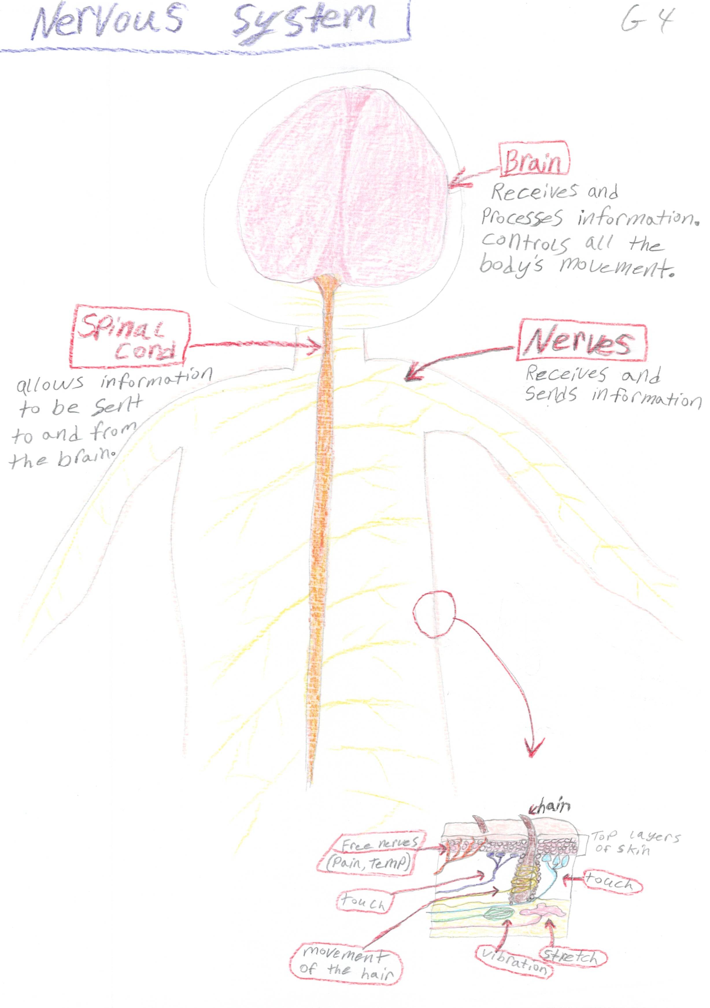 Nervous System