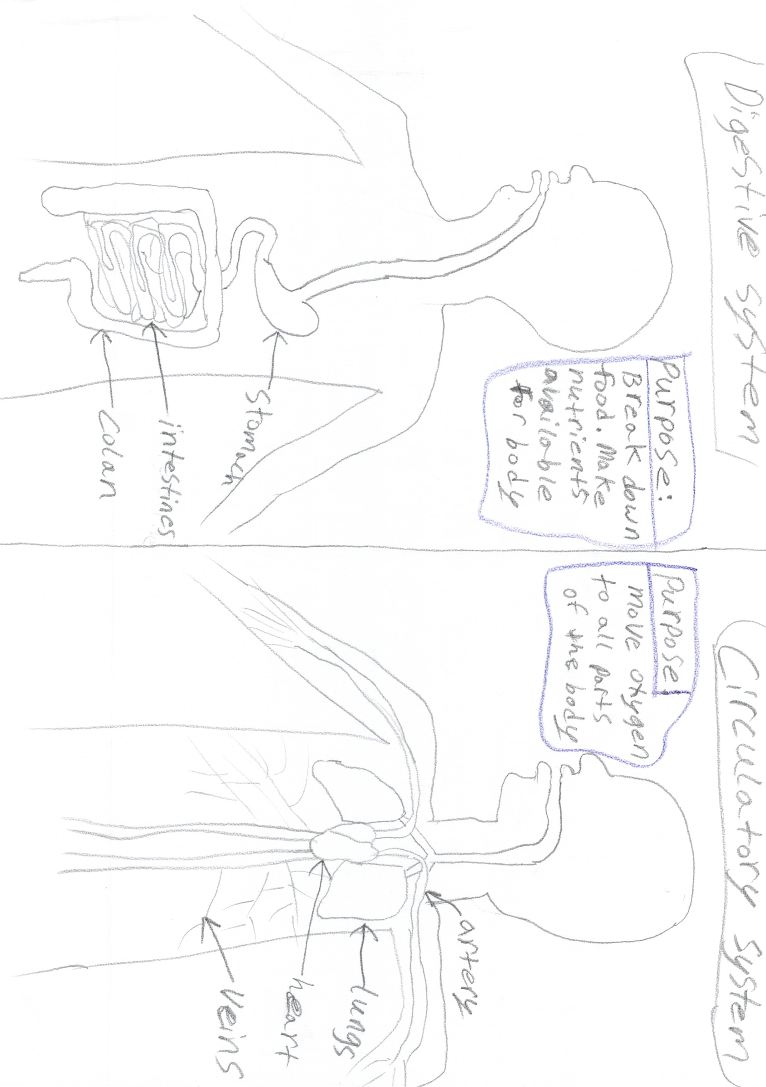 Digestive System