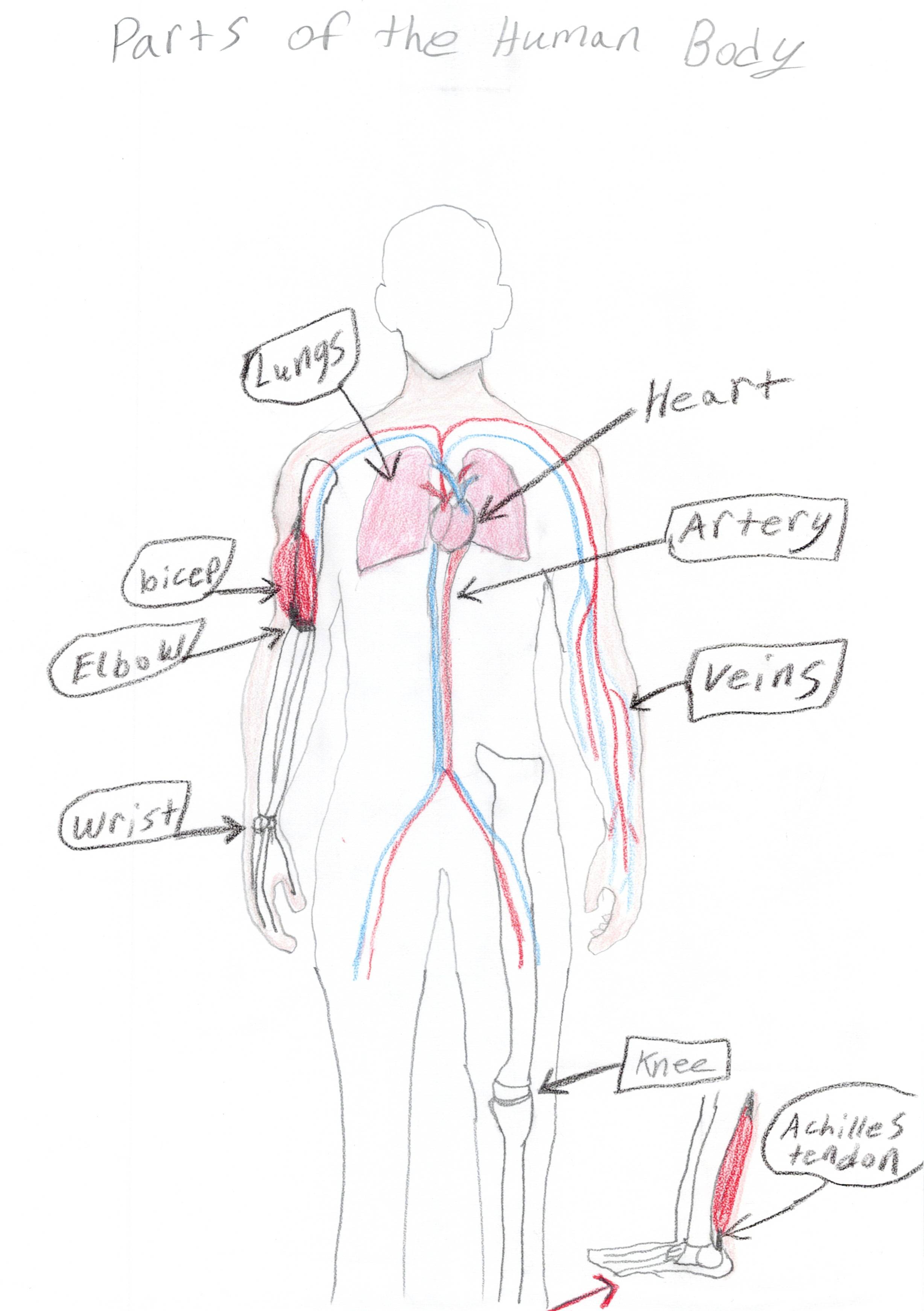 Parts of the Human Body